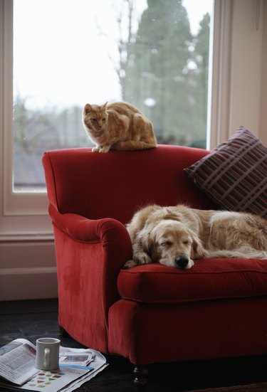 Golden retriever dog with ginger tabby cat resting on sofa