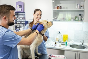 veterinarians caring for a golden retriever