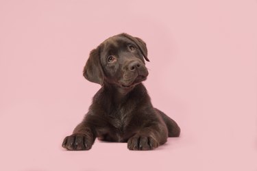 Adoble brown labrador puppy lying down on a pink background