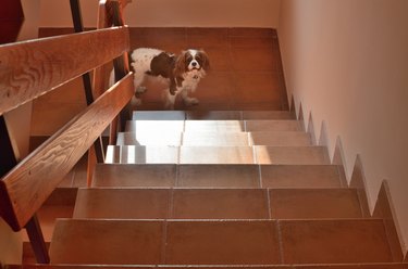 Doggy on Stairs