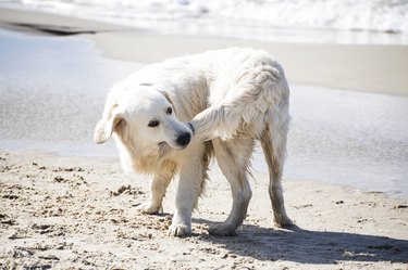 Dog Biting His Tail