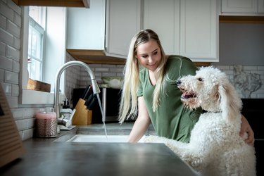 Young woman plays with Goldendoodle puppy while she washes dishes at home in kitchen