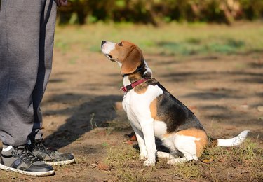 Photo of a Beagle dog sitting