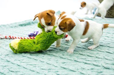 Little Jack Russell Terrier puppies