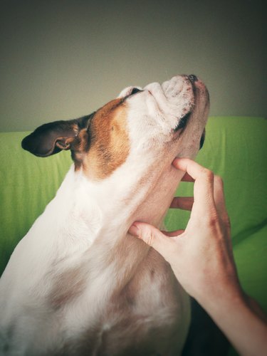 person scratching the neck of an English Bulldog