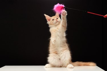 Maine Coon kitten is 3.5 months old. Maine Coon plays with a toy teaser.