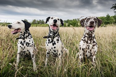 Three Dalmatian Dogs.