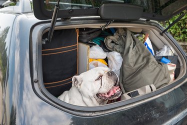 Concept of no abandonment of animals and of correct behavior during the summer holidays. Dog in the car, with lots of luggage, leaving for the summer holidays