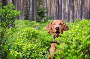 Hungarian pointer hound dog in the forrest