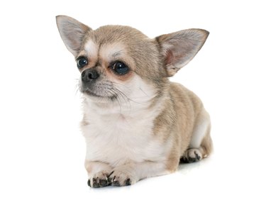 Chihuahua Relaxing Against White Background