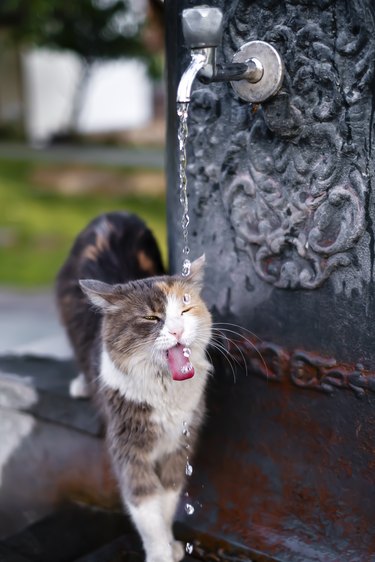Cat trying to drink water dripping from an outdoor faucet.