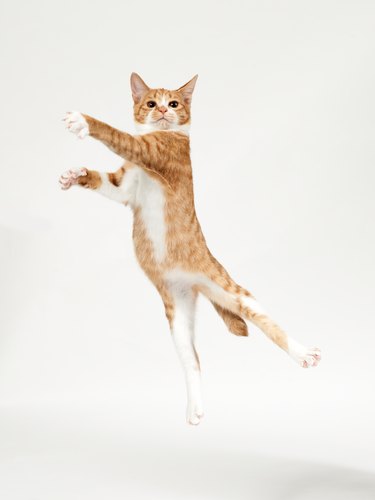 Ginger kitten jumping in the air