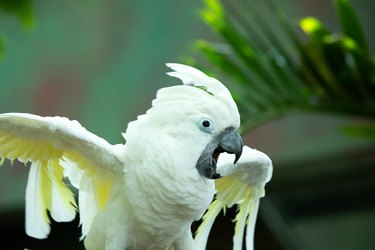 Animated white cockatoo putting on a show.