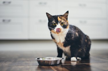 Hungry cat in home kitchen