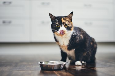 Hungry cat eating from metal food bowl at home