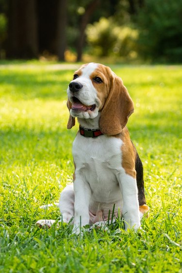 beagle on grass