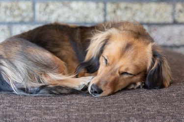 Long haired small brown dog curled up