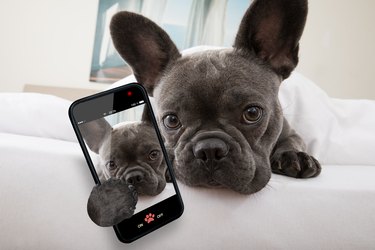 dog resting on bed at home holding phone with selfie