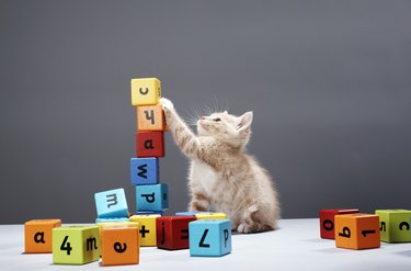 Kitten playing with building blocks