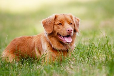Nova Scotia Duck Tolling Retriever resting on green grass