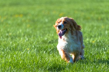 Cocker Spaniel dog pet playing outdoors