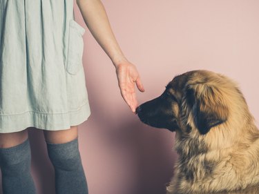 Big dog smelling hand of woman