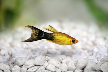 Golden black Lyretail Molly Poecilia latipinna aquarium fish