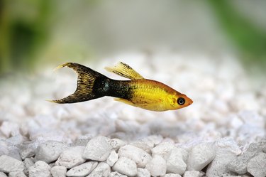 mickey mouse platy gasping at bottom of tank : r/fishkeeping