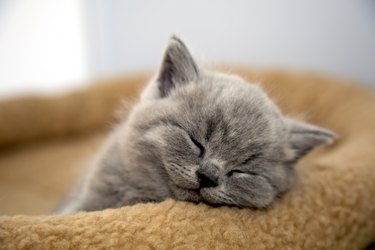 Closeup of the cute British short hair kitten sleeps on a blanket