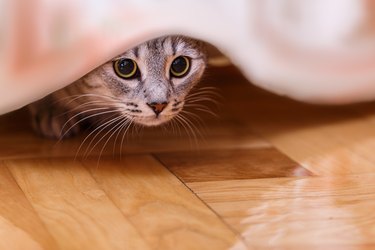cat hides under bed