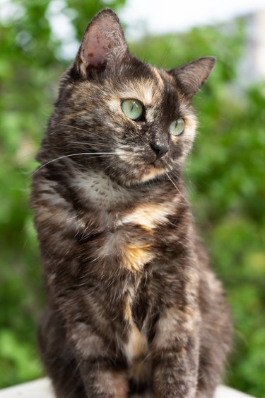 portrait of domestic tortoiseshell cat on nature background