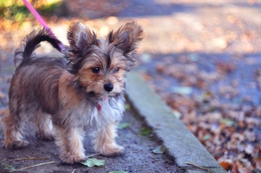 Chorkie Puppy Out for a Walk