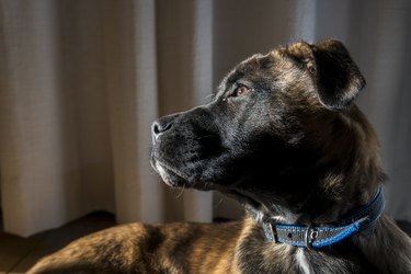 Portrait of a Belgian Malinois puppy