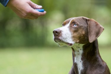 Louisiana Catahoula Leopard Dog