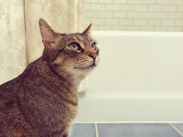 Cat Portrait in a Bathroom
