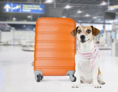 Airport Dog Pet