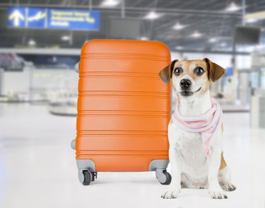 How Much Does It Cost to Fly a Dog Alone  