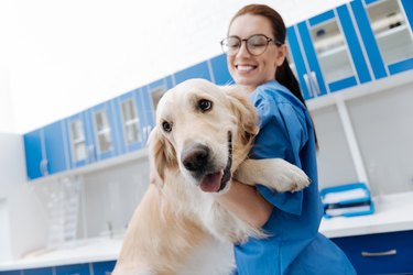 White cute Labrador looking forward