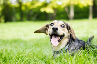 Funny dog with his tongue out