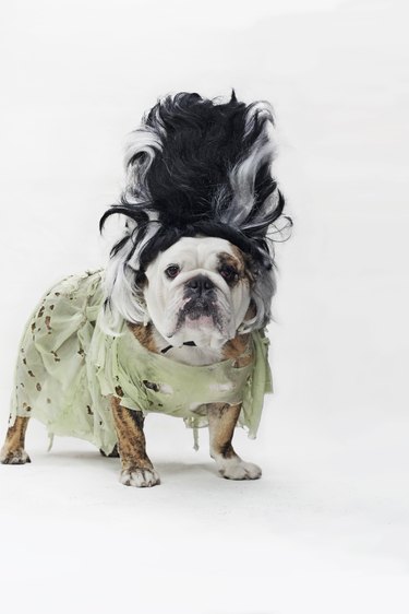 An English Bulldog in costume as the bride of Frankenstein