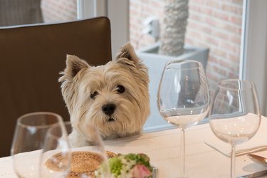 Dog at the dining table