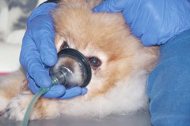 The doctor uses an oxygen mask to rescue the dog