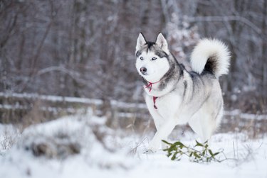 Siberian husky runs on fresh snow.