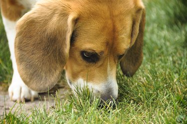 Beagle Nose
