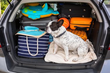 French bulldog sit in the car trunk with luggage ready to go