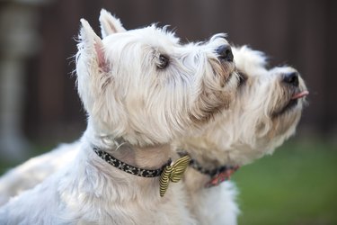 Two West Highland white terriers