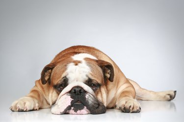 English bulldog lying on a grey background