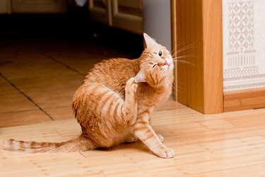 Indoor ginger tabby cat scratching his ear