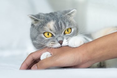 Cute Scottish fold cat biting a human hand while playing.