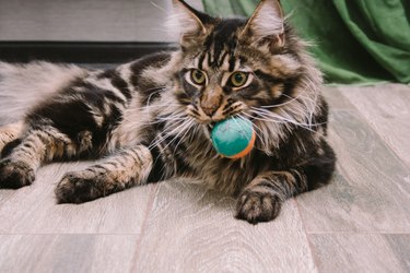 Maine coon cat portrait